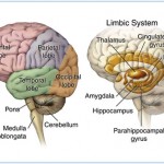 Anatomy of brain